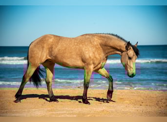 Frison, Hongre, 6 Ans, 152 cm, Buckskin