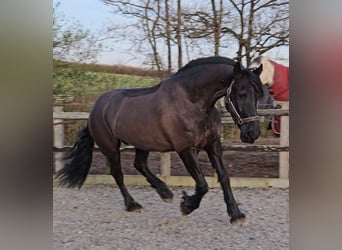 Frison, Hongre, 6 Ans, 152 cm, Gris (bai-dun)