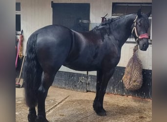 Frison, Hongre, 6 Ans, 152 cm, Gris (bai-dun)