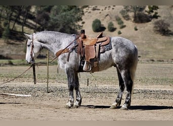 Frison, Hongre, 6 Ans, 152 cm, Gris pommelé