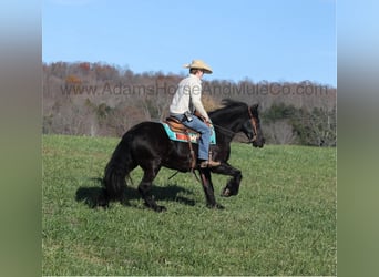 Frison, Hongre, 6 Ans, 152 cm, Noir