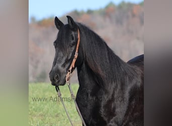 Frison, Hongre, 6 Ans, 152 cm, Noir