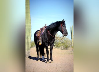 Frison Croisé, Hongre, 6 Ans, 155 cm, Noir