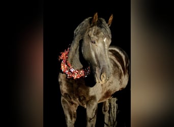 Frison, Hongre, 6 Ans, 155 cm, Noir