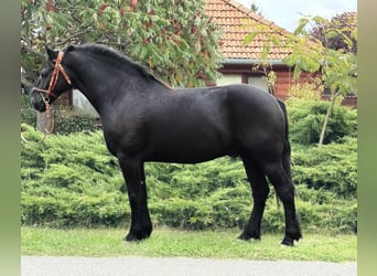Frison Croisé, Hongre, 6 Ans, 156 cm, Noir Frison Croisé, Hongre, 6 Ans, 156 cm, Noir