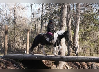 Frison Croisé, Hongre, 6 Ans, 157 cm, Pinto