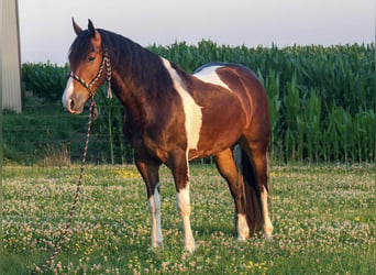 Frison, Hongre, 6 Ans, 157 cm, Tobiano-toutes couleurs