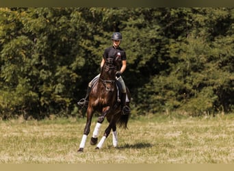 Frison Croisé, Hongre, 6 Ans, 160 cm, Bai cerise