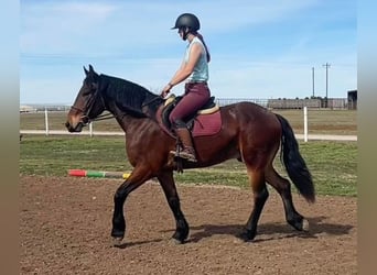 Frison, Hongre, 6 Ans, 160 cm, Bai cerise