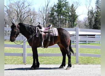 Frison, Hongre, 6 Ans, 160 cm, Bai cerise