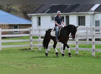 Frison, Hongre, 6 Ans, 160 cm, Bai cerise