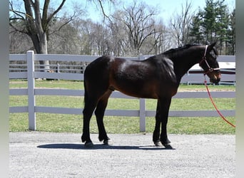 Frison, Hongre, 6 Ans, 160 cm, Bai cerise