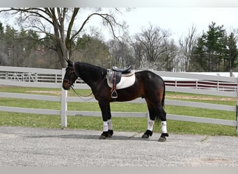 Frison, Hongre, 6 Ans, 160 cm, Bai cerise