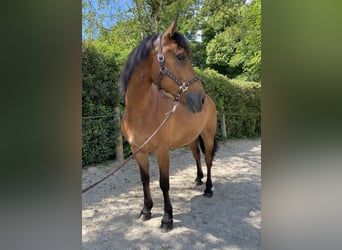 Frison Croisé, Hongre, 6 Ans, 160 cm, Bai