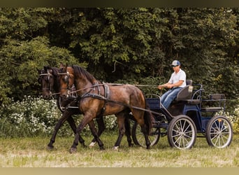 Frison, Hongre, 6 Ans, 163 cm, Bai cerise