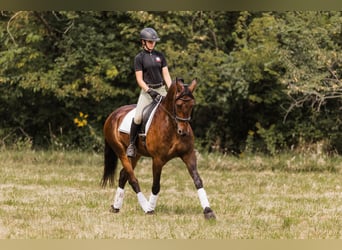 Frison, Hongre, 6 Ans, 163 cm, Bai cerise