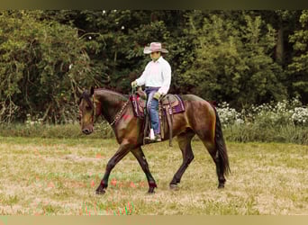 Frison Croisé, Hongre, 6 Ans, 163 cm, Bai cerise