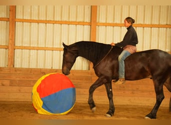 Frison, Hongre, 6 Ans, 163 cm, Bai cerise