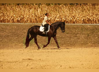 Frison, Hongre, 6 Ans, 163 cm, Bai cerise