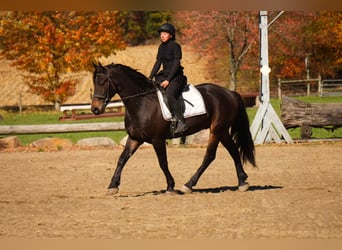 Frison Croisé, Hongre, 6 Ans, 163 cm, Bai cerise