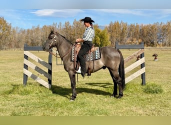Frison Croisé, Hongre, 6 Ans, 163 cm, Grullo