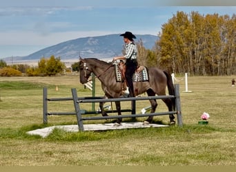 Frison Croisé, Hongre, 6 Ans, 163 cm, Grullo