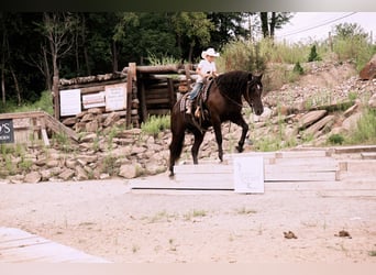 Frison Croisé, Hongre, 6 Ans, 163 cm, Noir