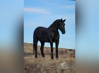 Frison Croisé, Hongre, 6 Ans, 163 cm, Noir