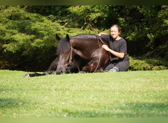 Frison Croisé, Hongre, 6 Ans, 163 cm, Noir