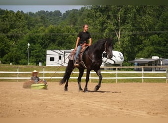 Frison Croisé, Hongre, 6 Ans, 163 cm, Noir
