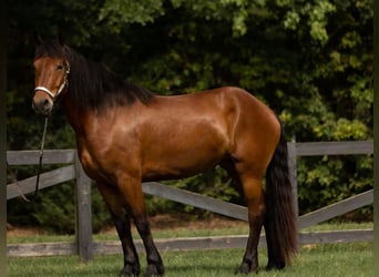 Frison, Hongre, 6 Ans, 165 cm, Bai cerise