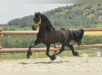 Frison, Hongre, 6 Ans, 165 cm, Noir