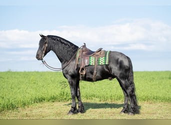 Frison, Hongre, 6 Ans, 165 cm, Noir