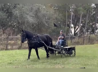 Frison, Hongre, 6 Ans, 165 cm, Noir