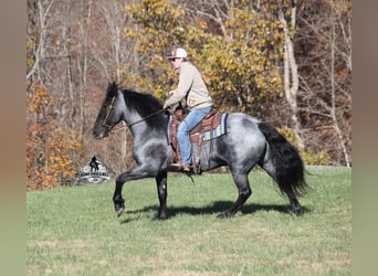 Frison Croisé, Hongre, 6 Ans, 165 cm, Rouan Bleu