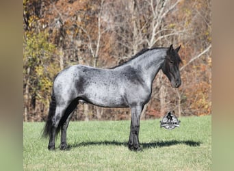 Frison Croisé, Hongre, 6 Ans, 165 cm, Rouan Bleu