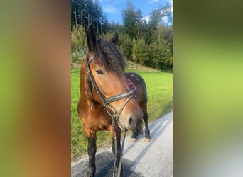 Frison Croisé, Hongre, 6 Ans, 168 cm, Bai