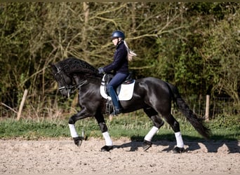 Frison, Hongre, 6 Ans, 168 cm, Noir