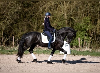 Frison, Hongre, 6 Ans, 168 cm, Noir
