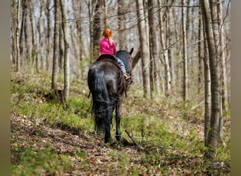 Frison Croisé, Hongre, 6 Ans, 168 cm, Noir