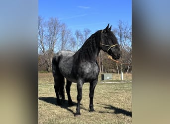 Frison, Hongre, 6 Ans, 173 cm, Rouan Bleu