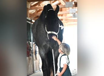 Frison, Hongre, 6 Ans, 173 cm, Rouan Bleu