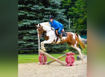 Frison, Hongre, 6 Ans, Alezan brûlé