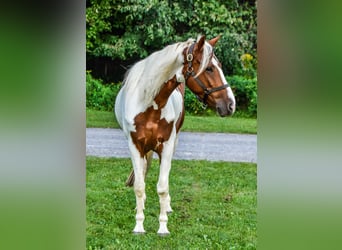 Frison, Hongre, 6 Ans, Alezan brûlé