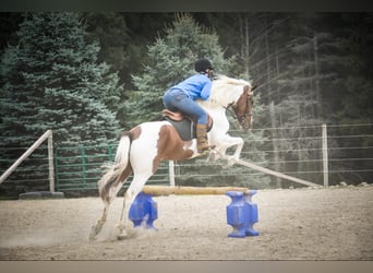 Frison, Hongre, 6 Ans, Alezan brûlé