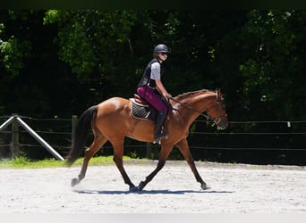 Frison Croisé, Hongre, 6 Ans, Buckskin