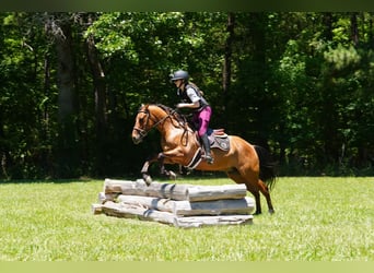 Frison Croisé, Hongre, 6 Ans, Buckskin