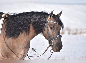 Frison, Hongre, 6 Ans, Grullo