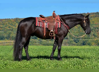 Frison, Hongre, 6 Ans, Noir