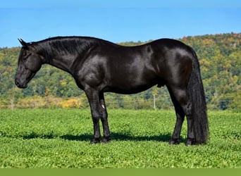 Frison, Hongre, 6 Ans, Noir